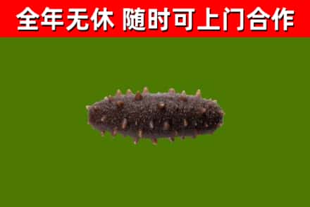 嵊泗县回收海参干